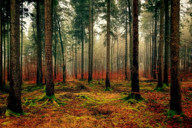 Duurzaam bouwen met hout: de voordelen en mogelijkheden